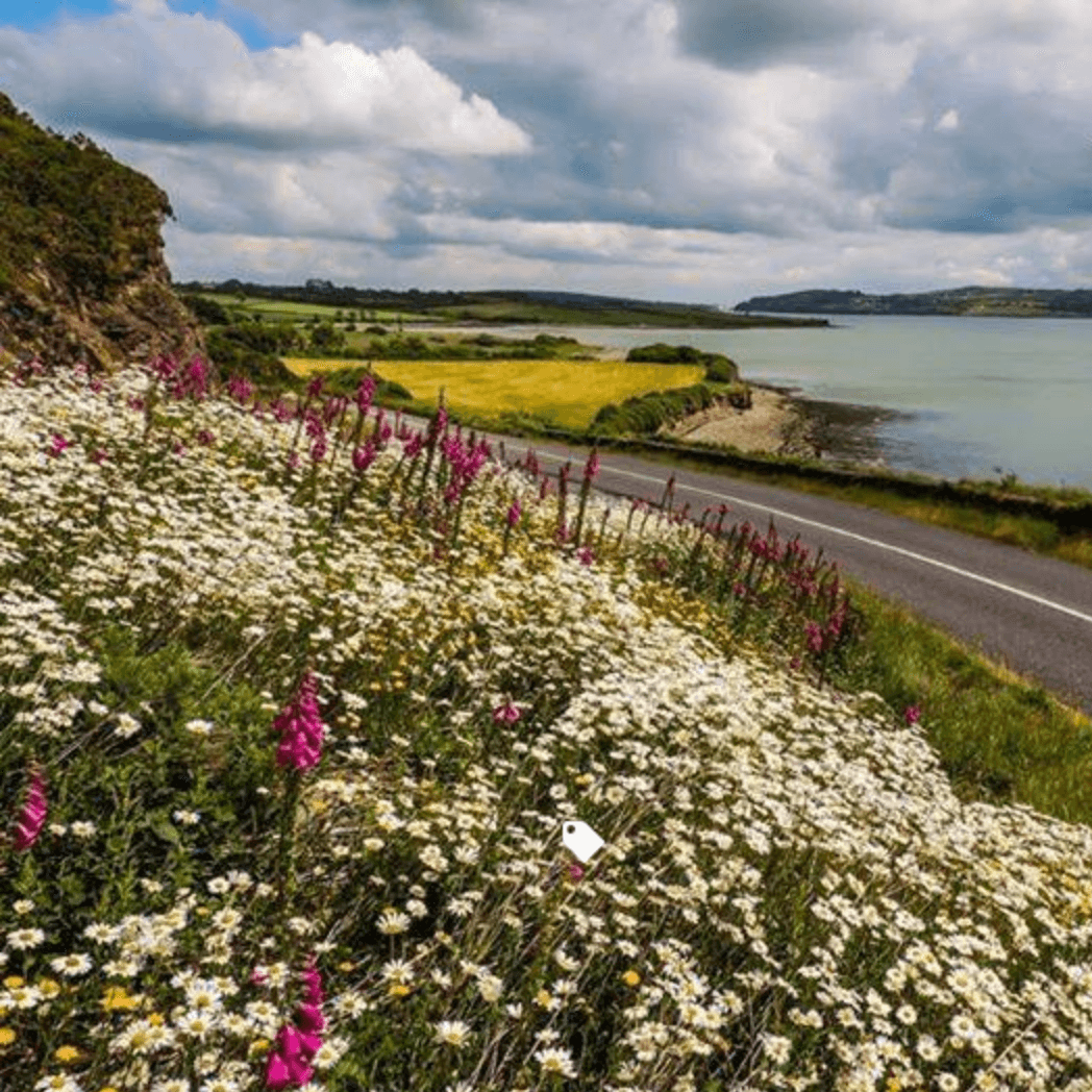 roadside chorus of wildflowers (1)