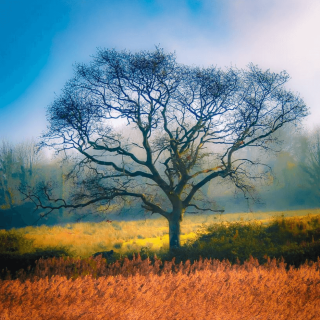 tree in mist