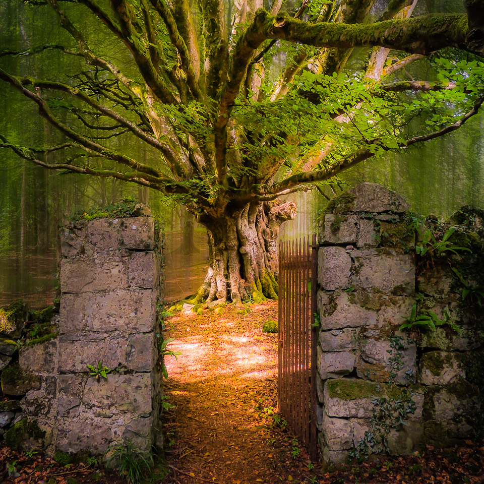 Lady’s Tea Garden Tree, Portumna, County Galway