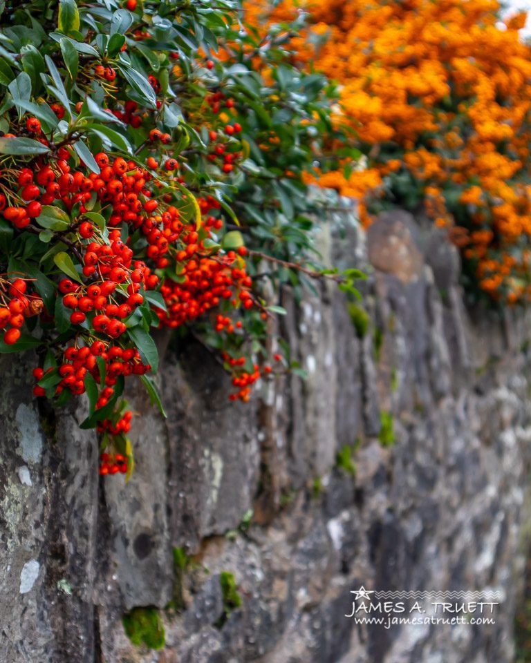 Hedge at Ballycorick Church