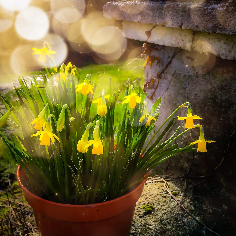 Blooming Daffodils in the Winter Sun