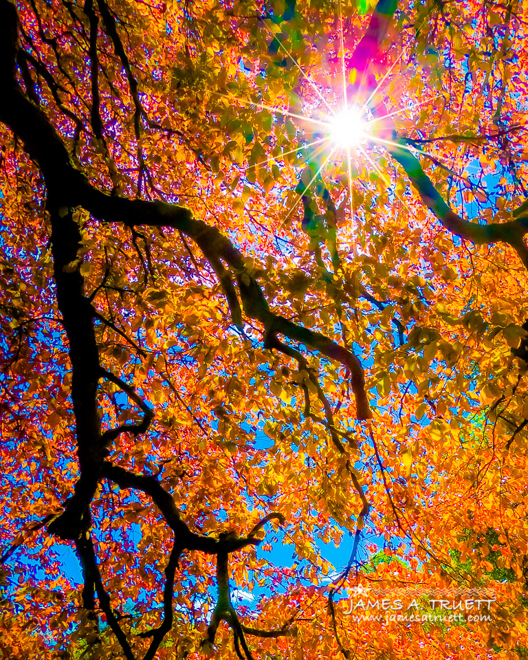 Under the Autograph Tree at Coole Park