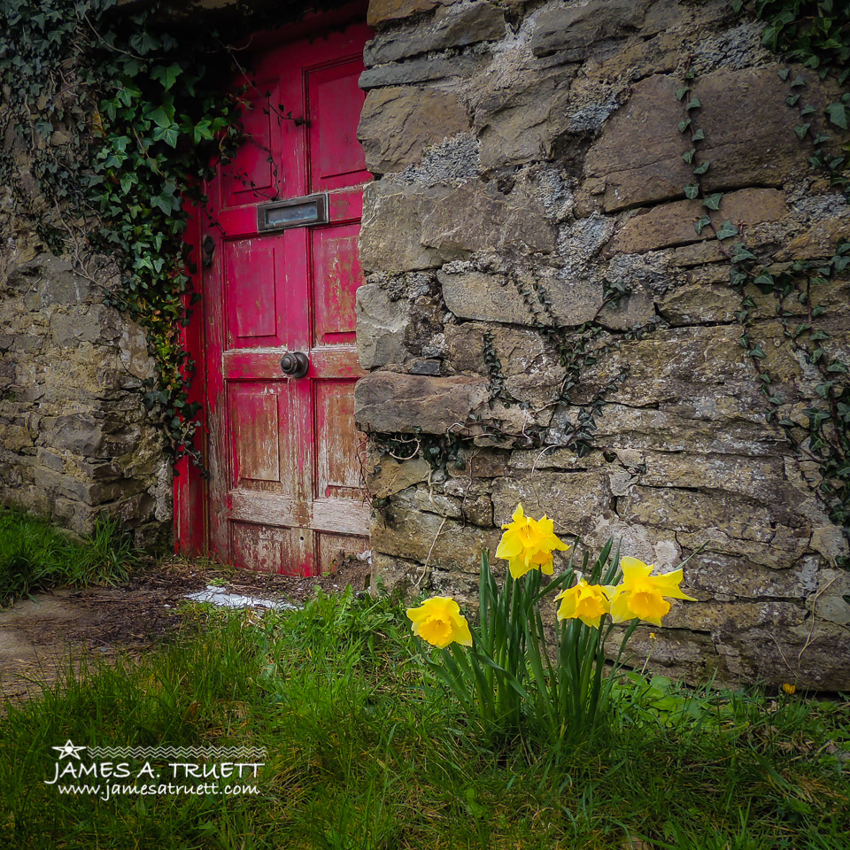 Daffodils Outside Irish Cottage