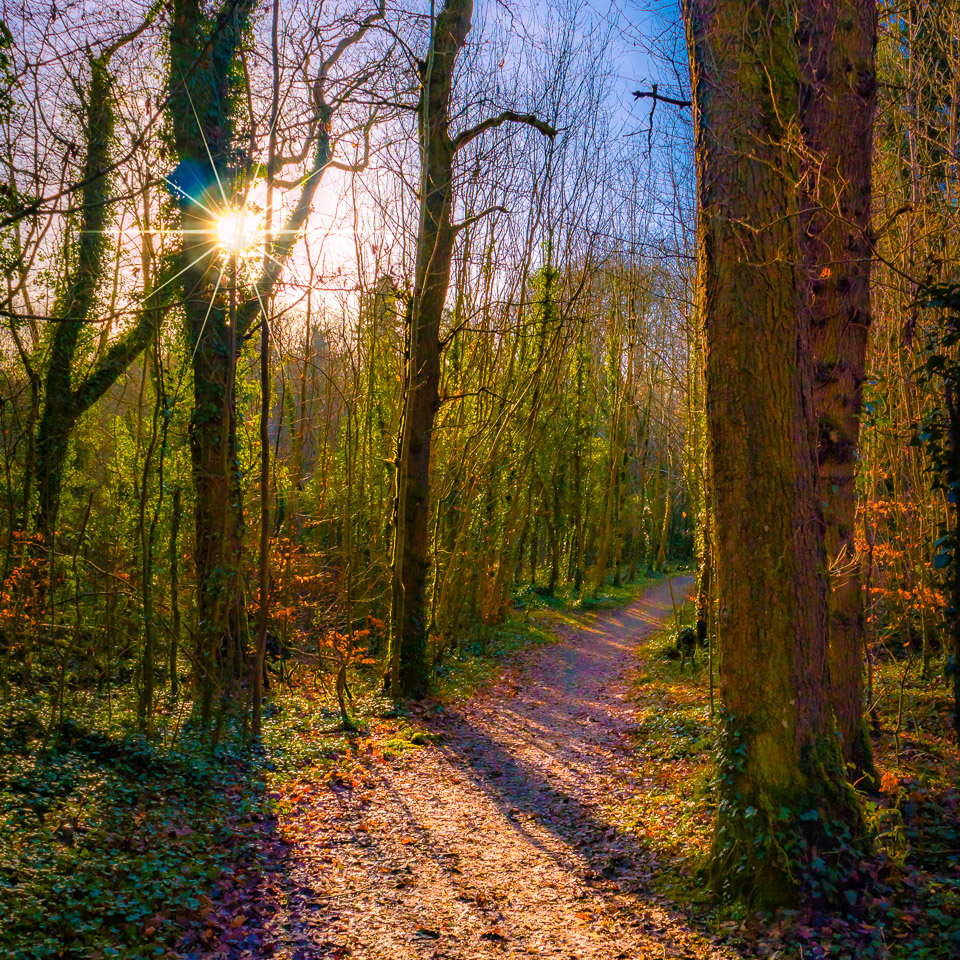 Journey into Mystery in Dromore Wood