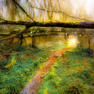 Fantasy World in the Faerie Forest at Thoor Ballylee