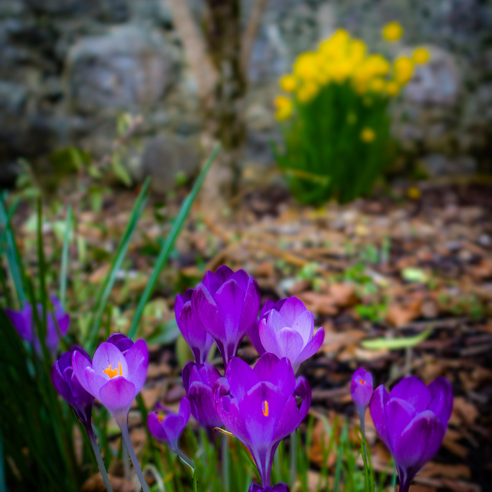 Crocuses and Daffodils at Coole Park