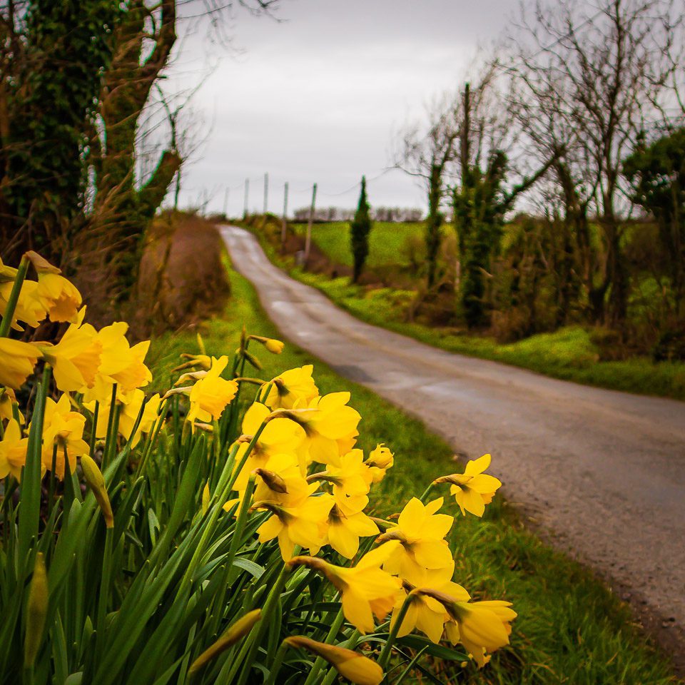 Daffodils on a County Clare Country Road