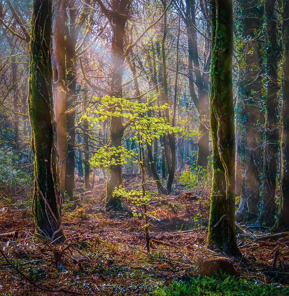 Misty Wood at Coole Park