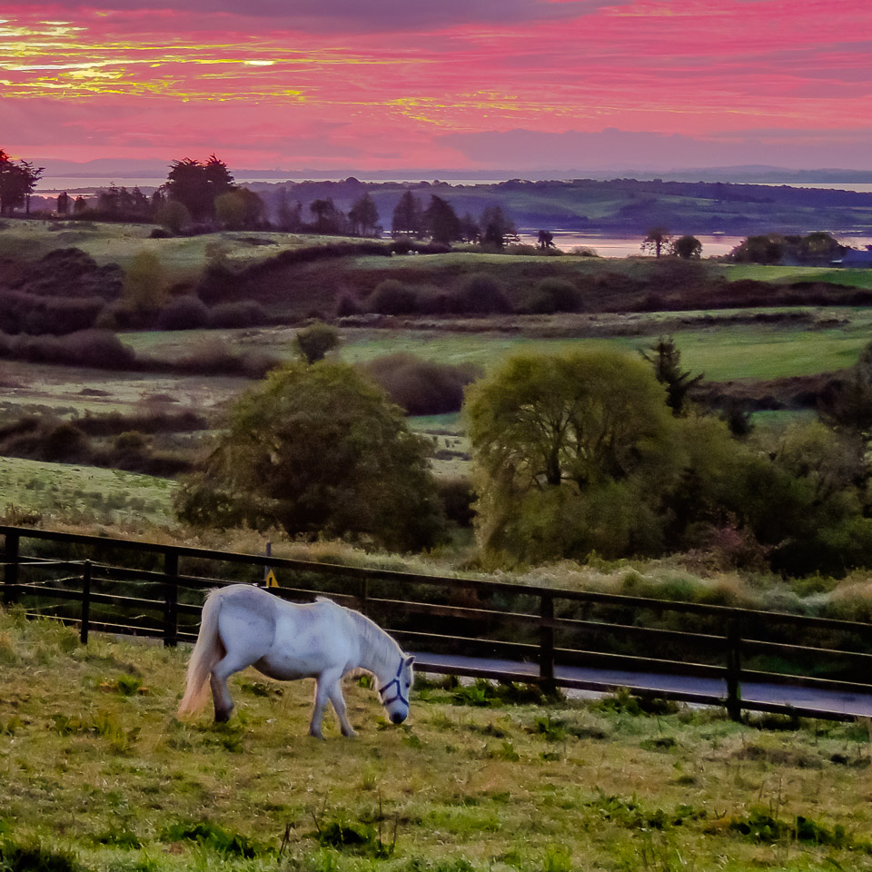 Horse Grazes in County Clare Meadow