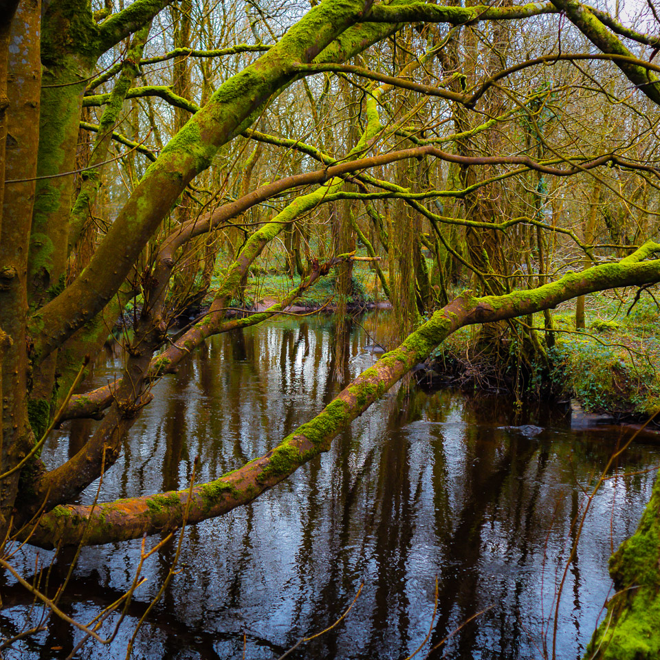 Faerie Forest Reflections at Thoor Ballylee, County Galway