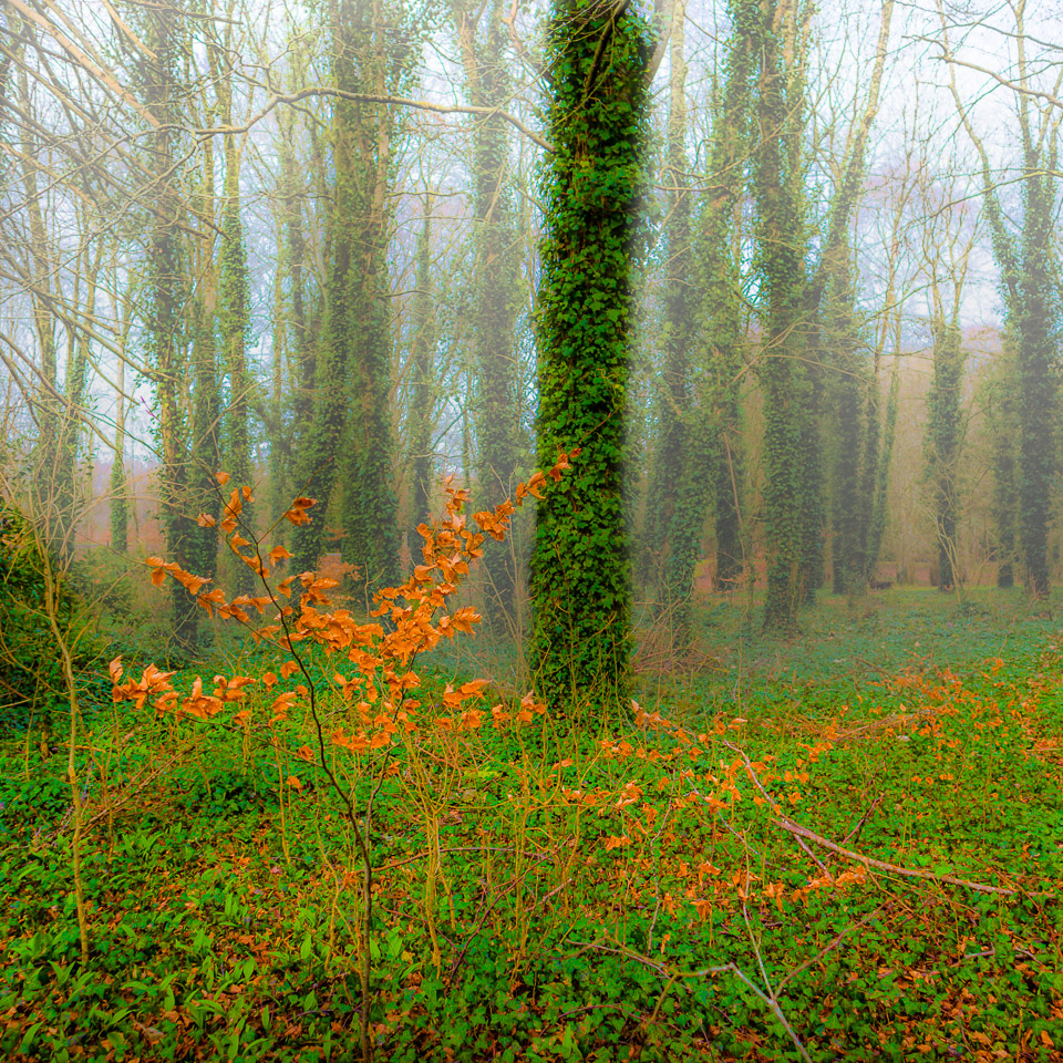 Soft Irish Mist in Coole Park, County Galway