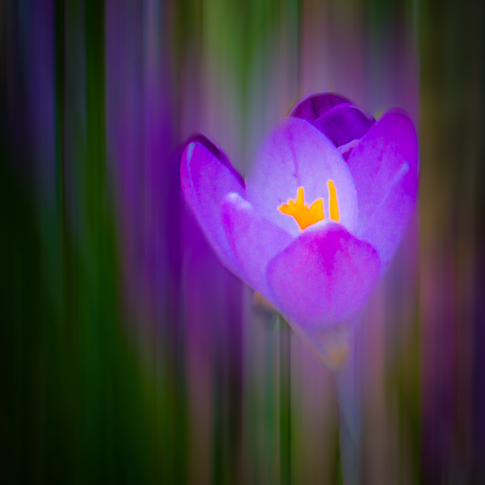 Spring Crocus in Coole Park