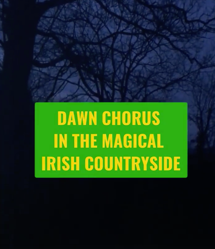 Dawn Chorus in the Irish Countryside