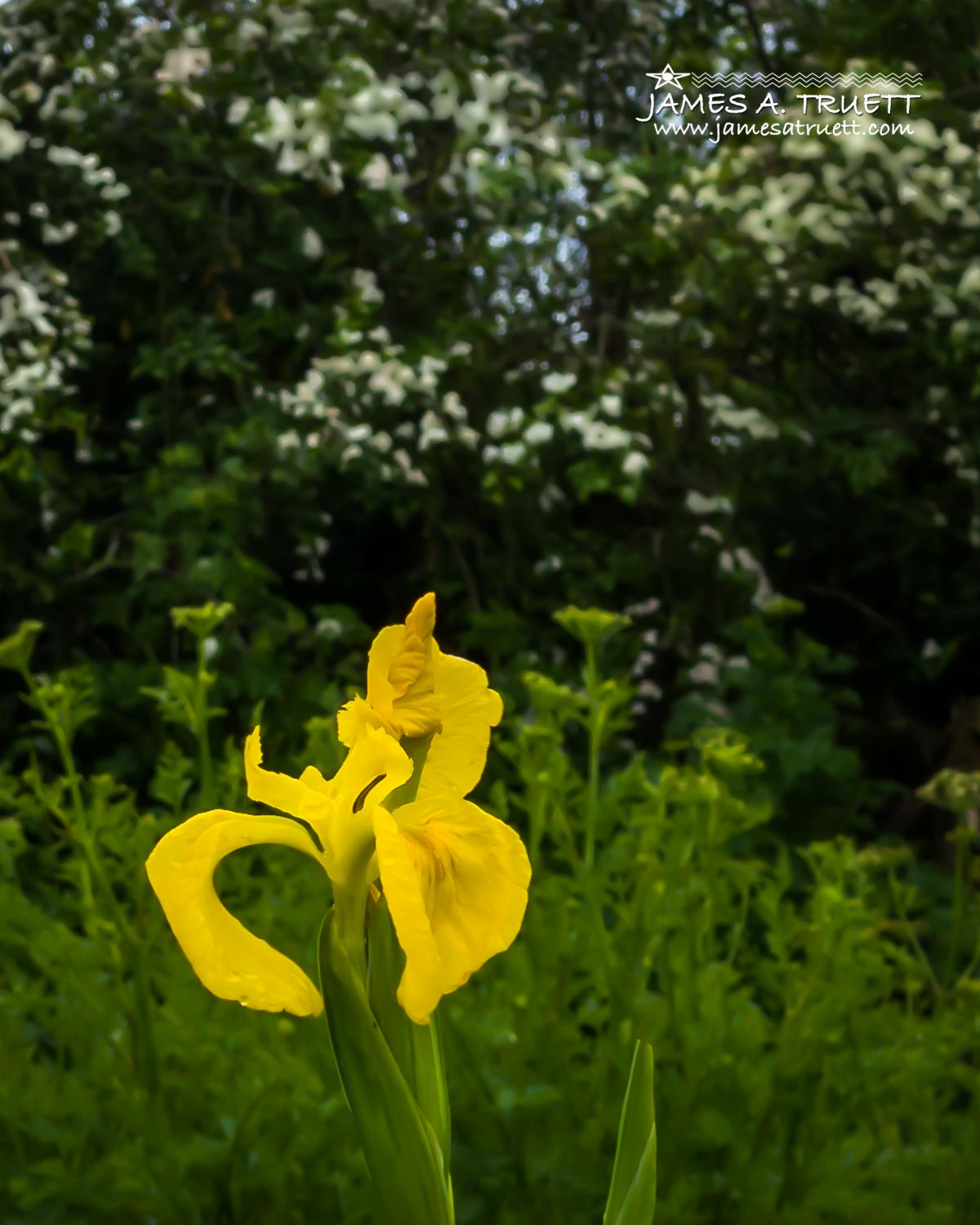 Flag irises in county clare