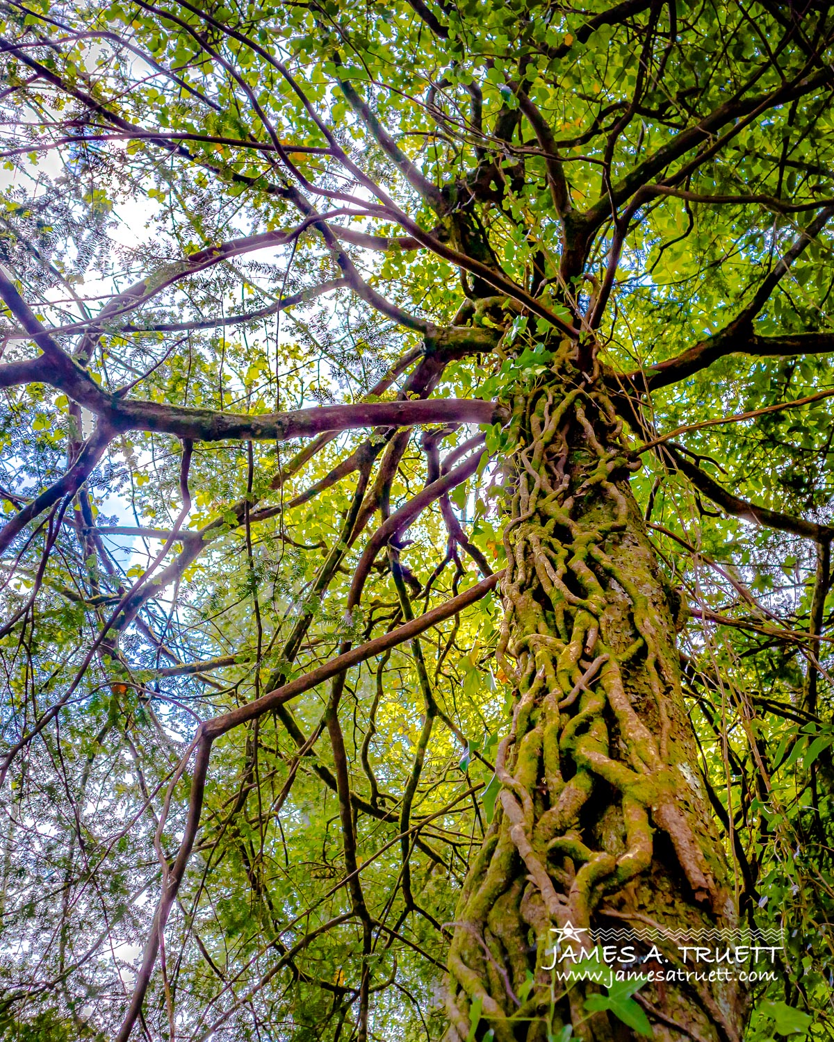 trees at paradise estate