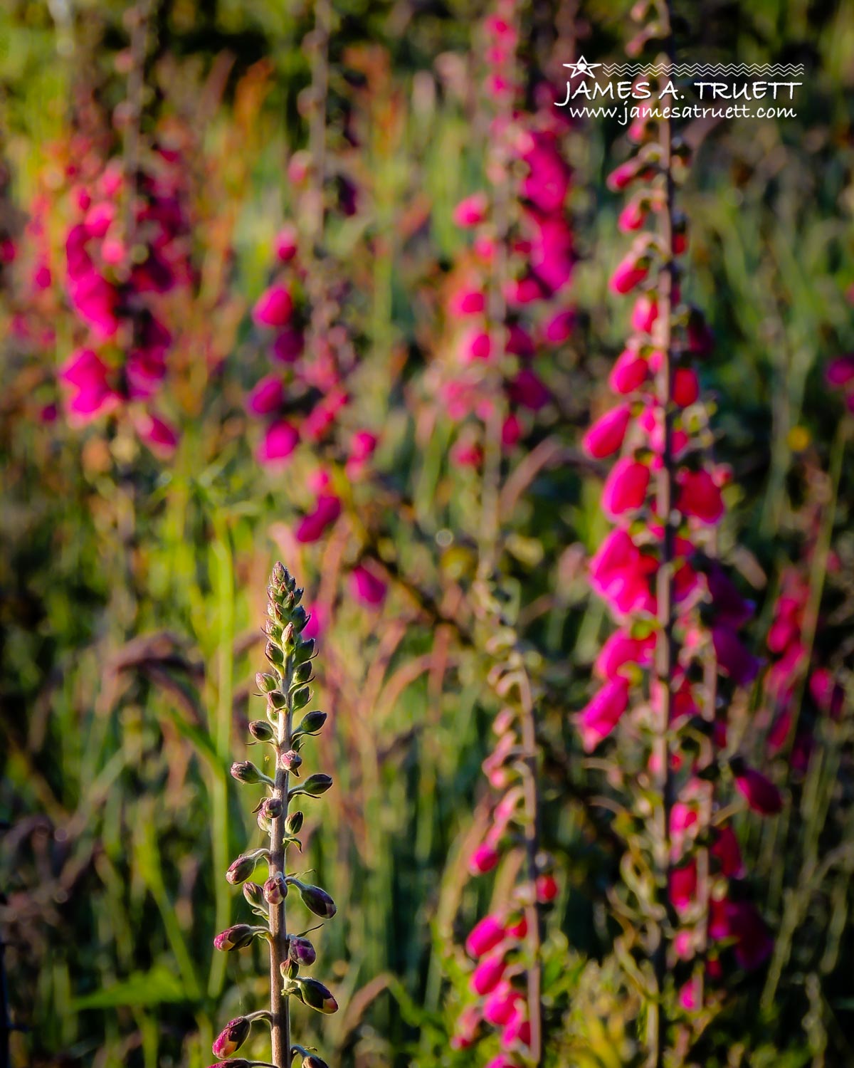 magical irish foxglove