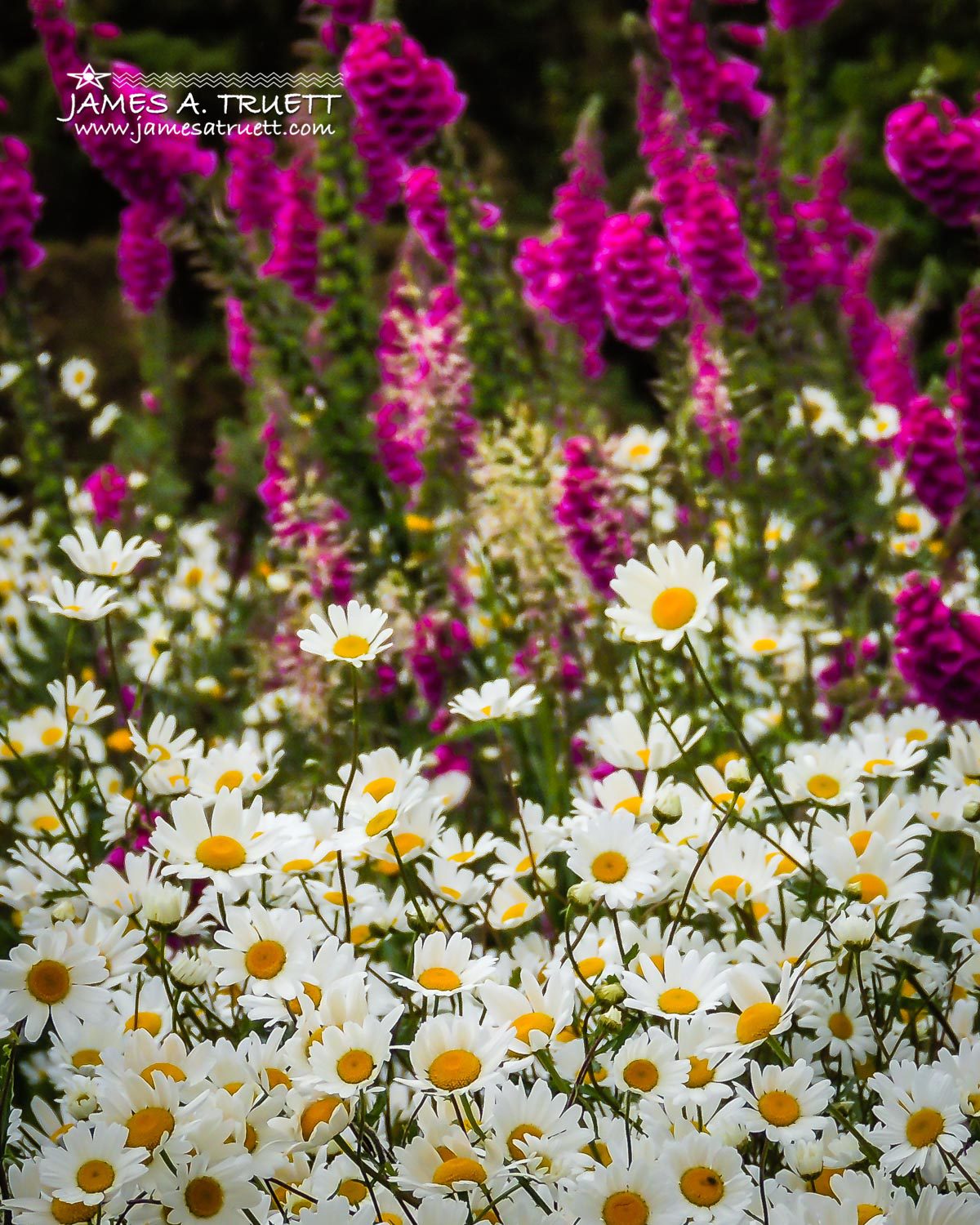 shannon estuary wildflowers