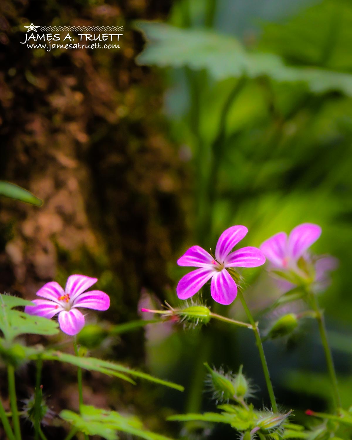 herb robert flowers