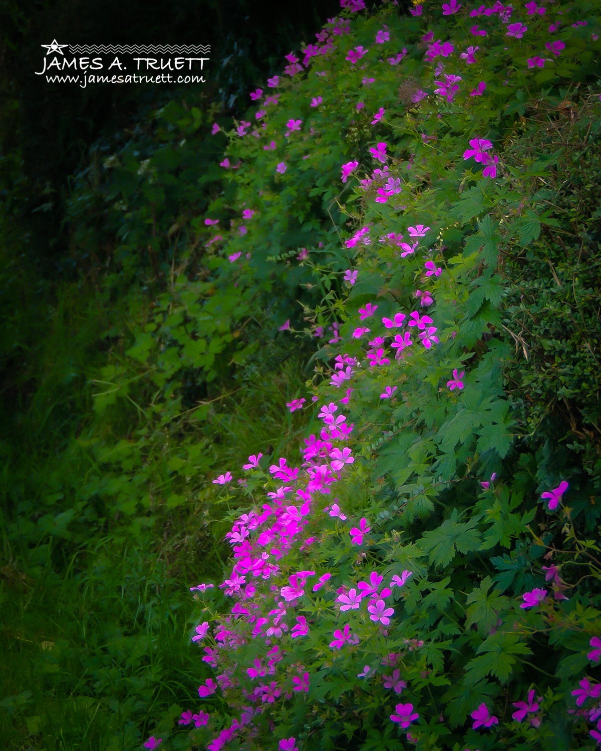 irish roadside flowers