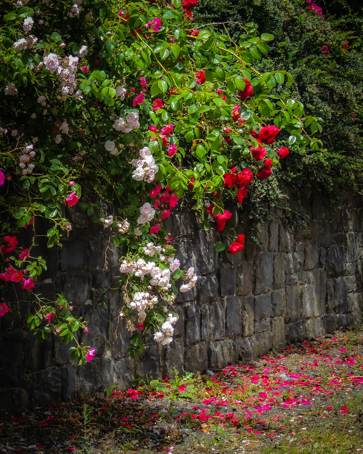 wild irish roses