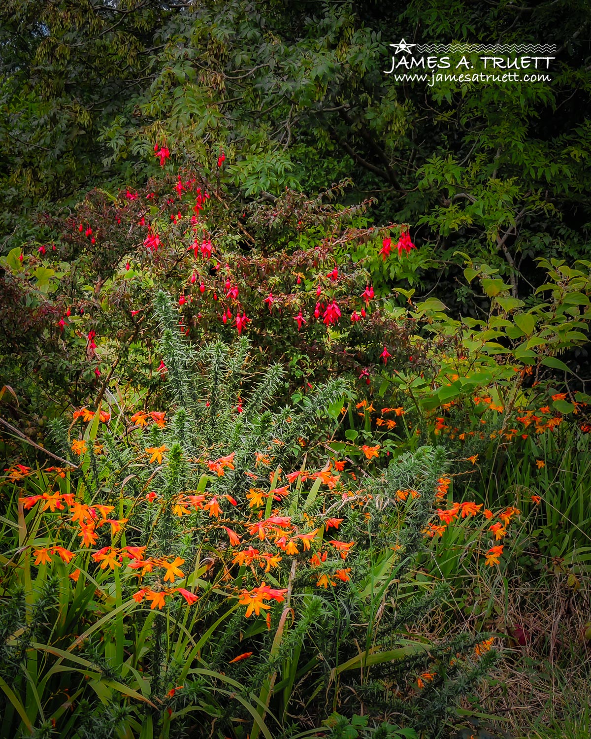 montbretia and wild fuchsias irish wildflowers