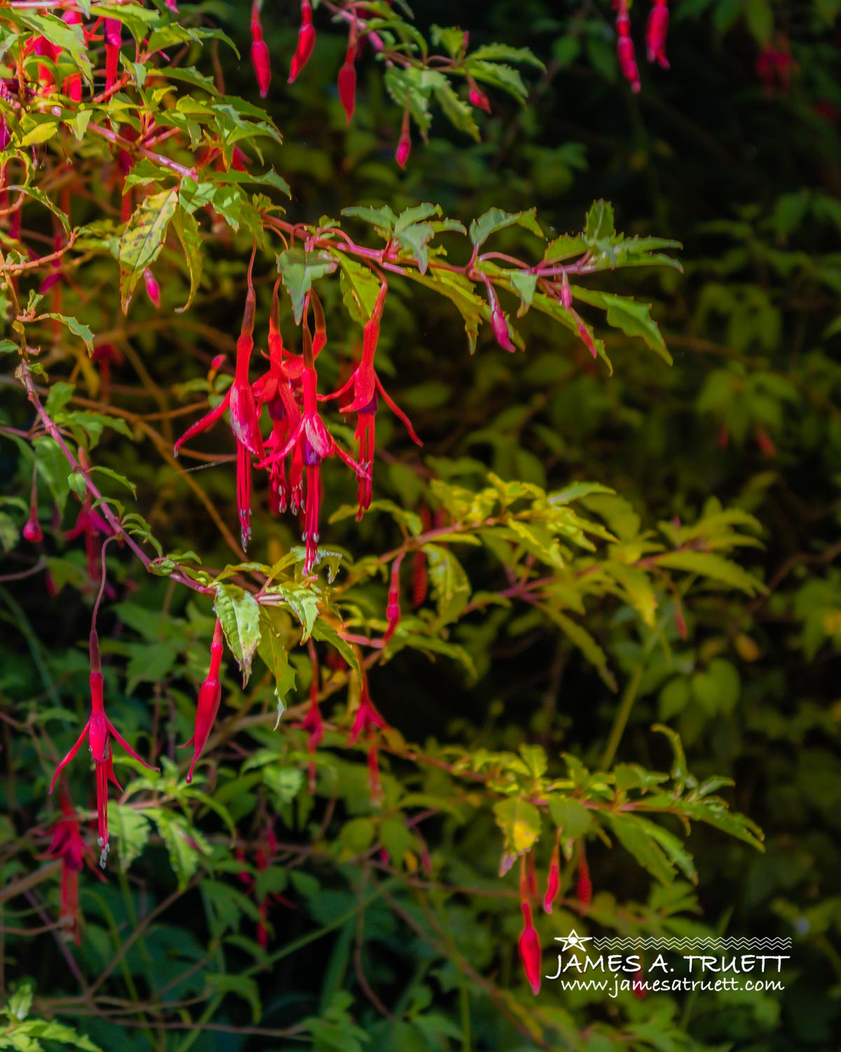 Wild Fuchsias in the Irish Countryside