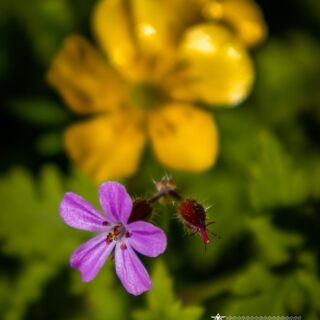 herb robert and buttercup wildflowers