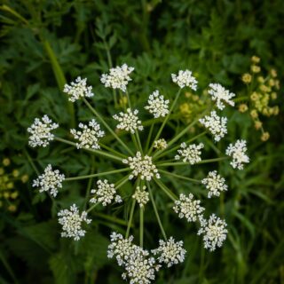 water-dropwort hemlock