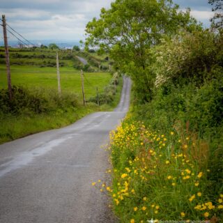 wildflowers irish country road