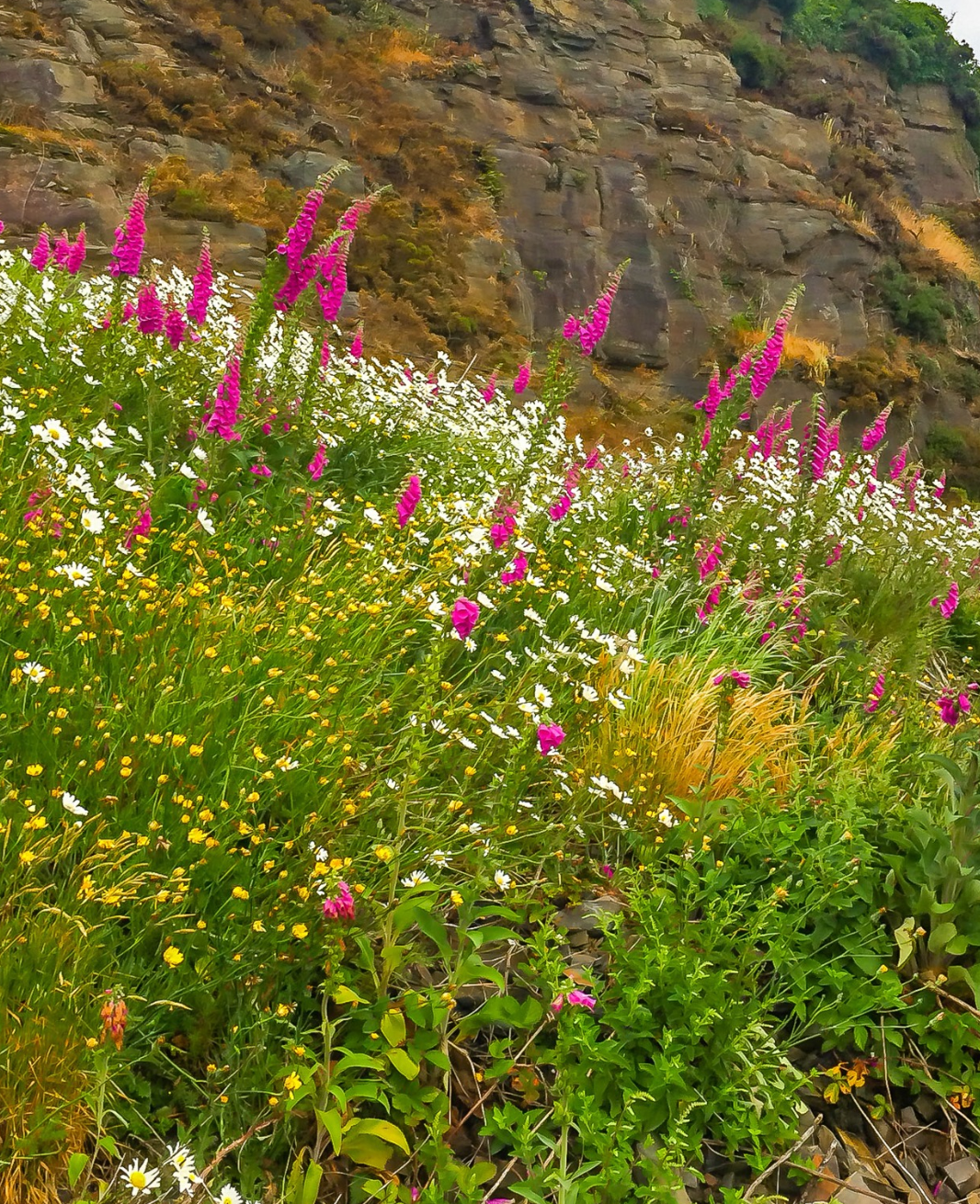 irish wildflowers shannon estuary