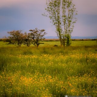 buttercup meadow