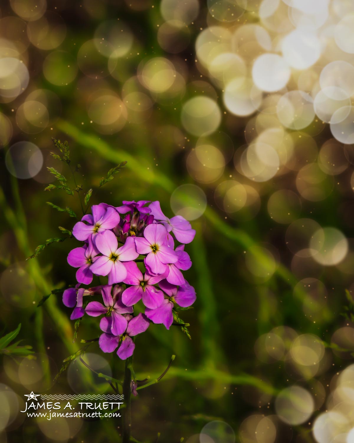 Wild Irish Sweet Rocket