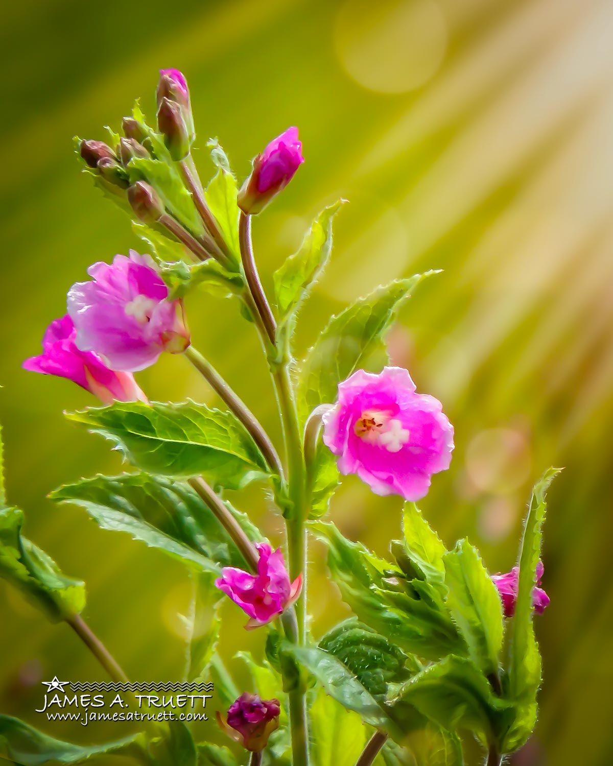 great willowherb flowers