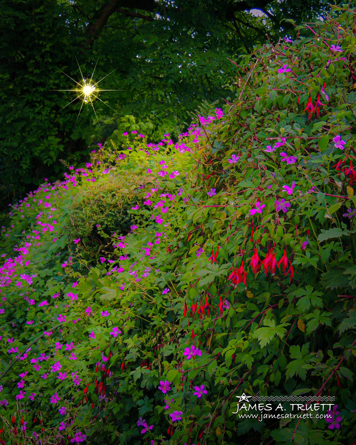 Herb Robert & Fuchsia Cascade, Clare