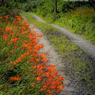 Wildflower-lined Boreen in County Clare