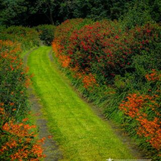 Magical Irish Driveway near Kilrush