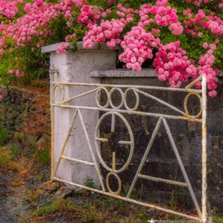 Weathered Gate and Pink Roses