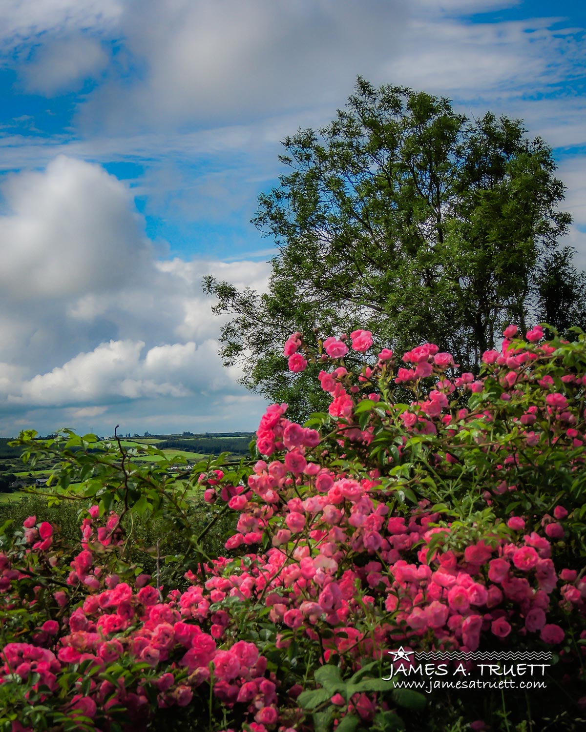 wild irish roses