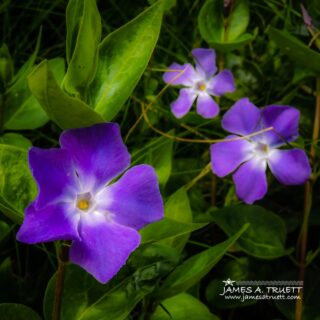 Wild Irish Purple Periwinkles