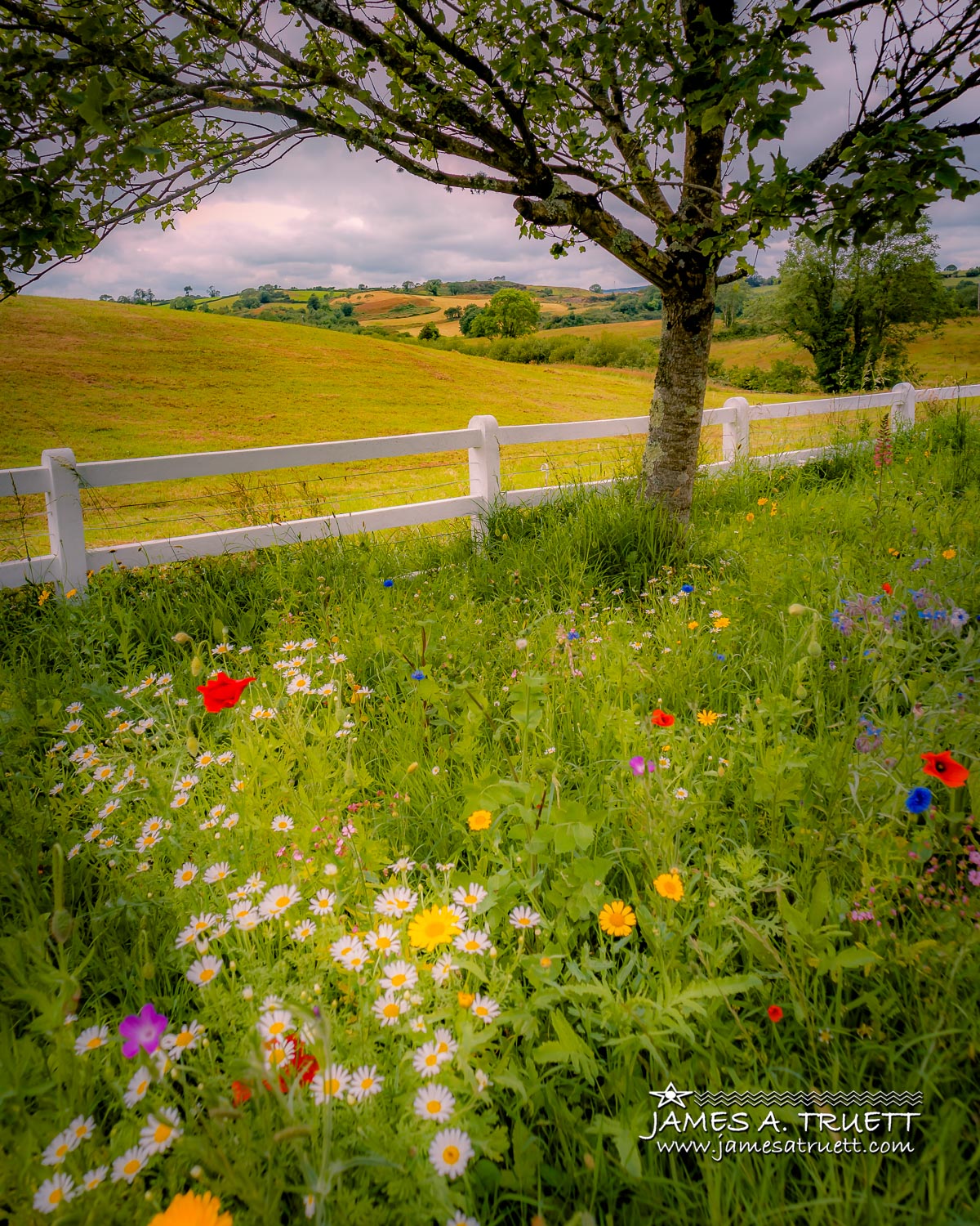 Wildflowers of Ballynacally, County Clare (Video)