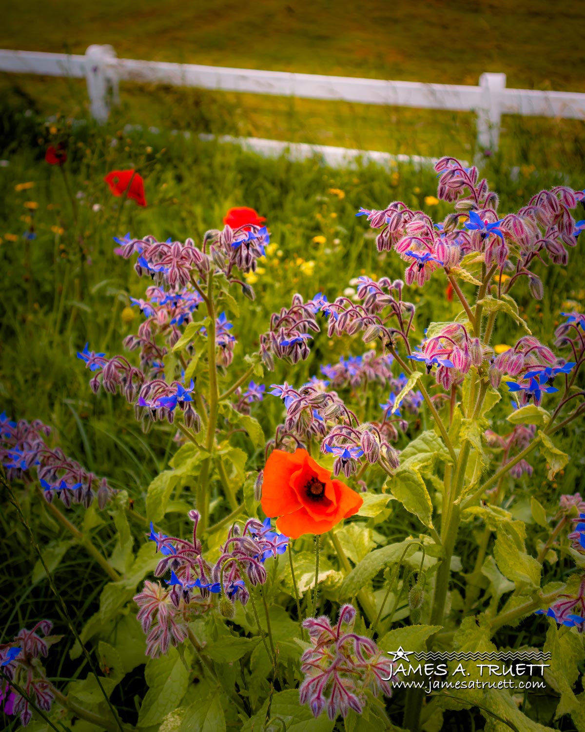 eco-friendly wildflowers meadow