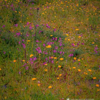 A Dash of Irish Wildflower Colours