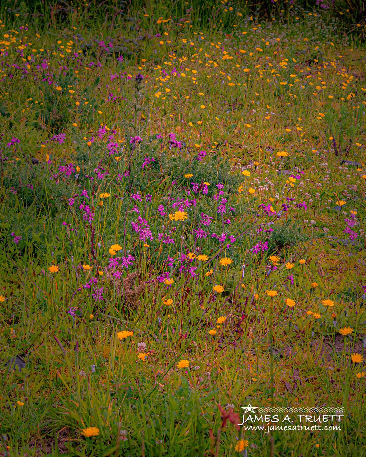 A Dash of Irish Wildflower Colours - James A. Truett