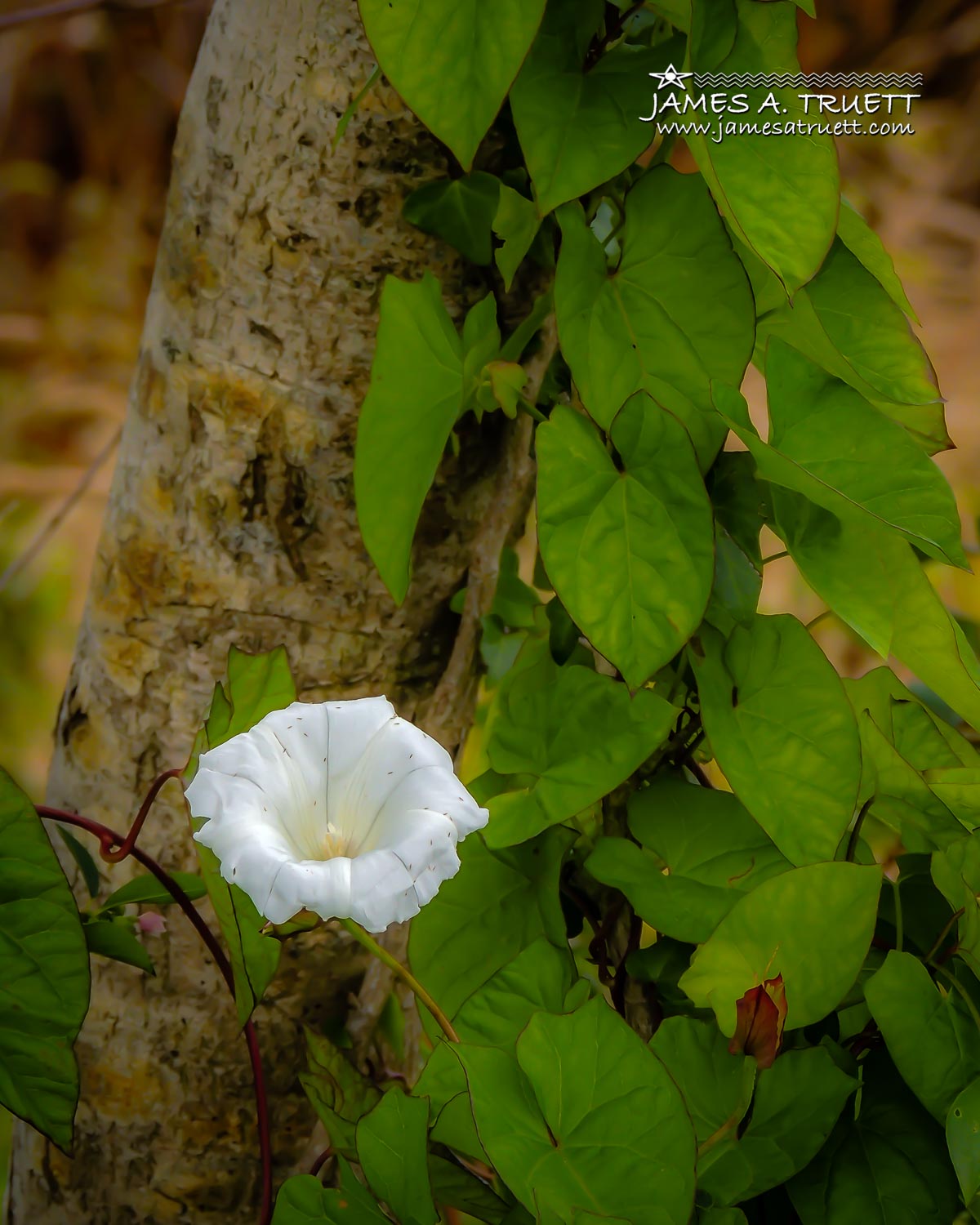 Wild Irish Morning Glory