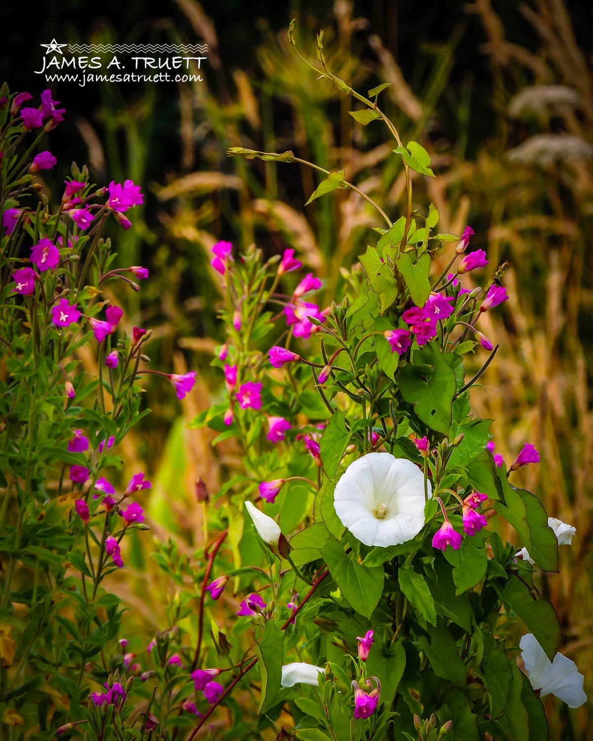 Wild Irish Morning Glory