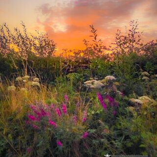 roadside wildflowers at sunrise