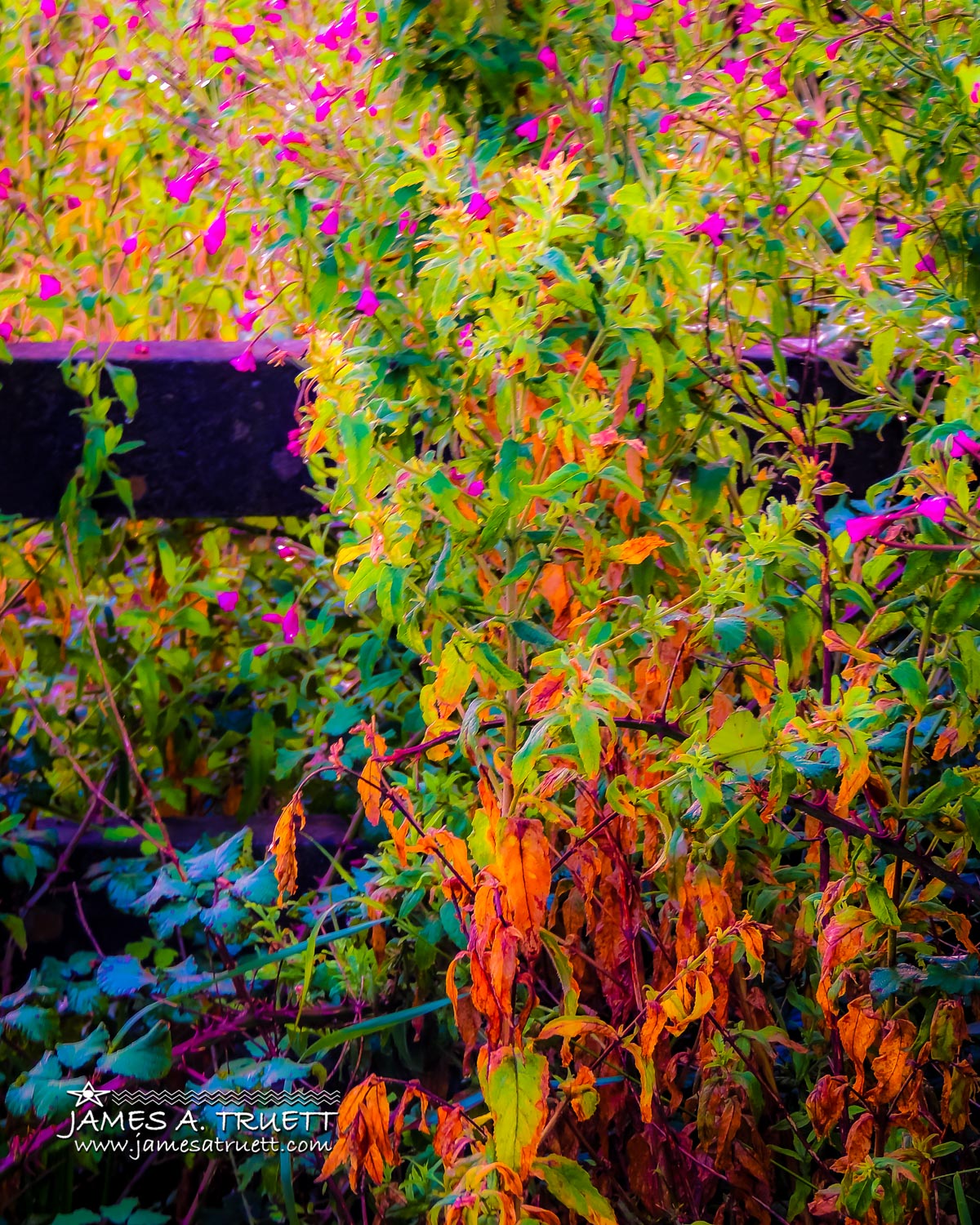 Clash of the Seasons in County Clare