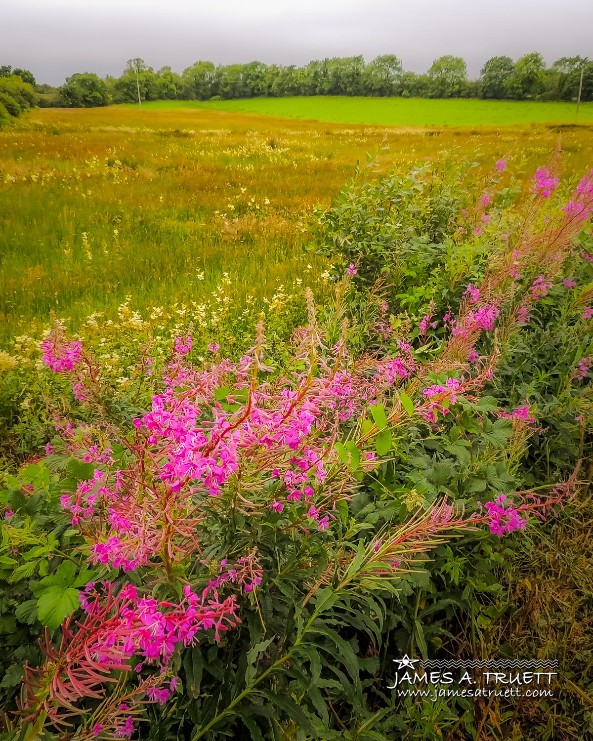 rosebay willowherb fireweed lissycasey