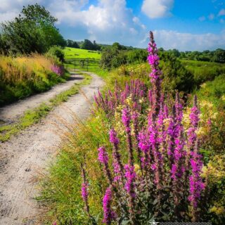 Purple Loosestrife on County Clare Road