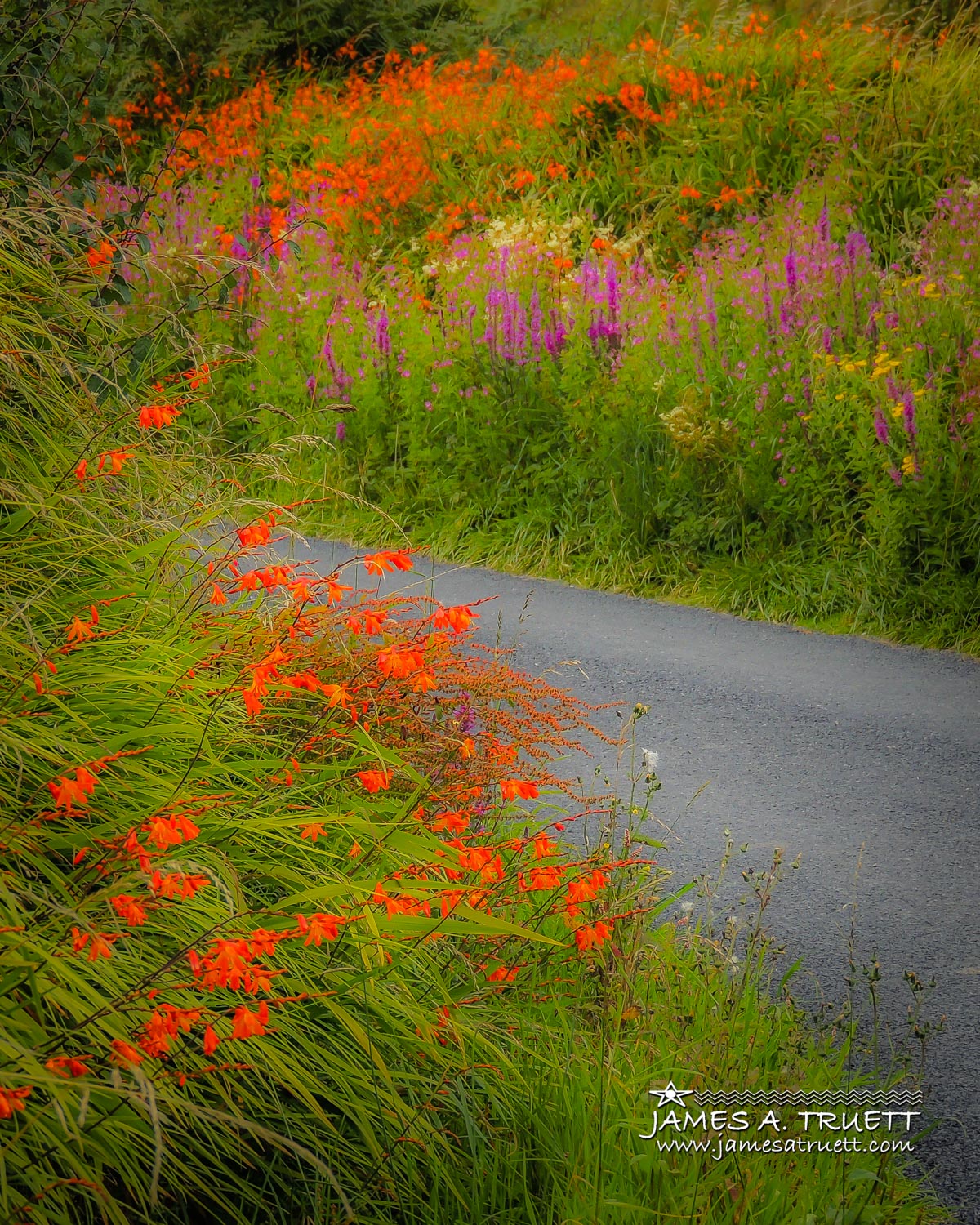 Summer Wildflowers of Lacknashannagh